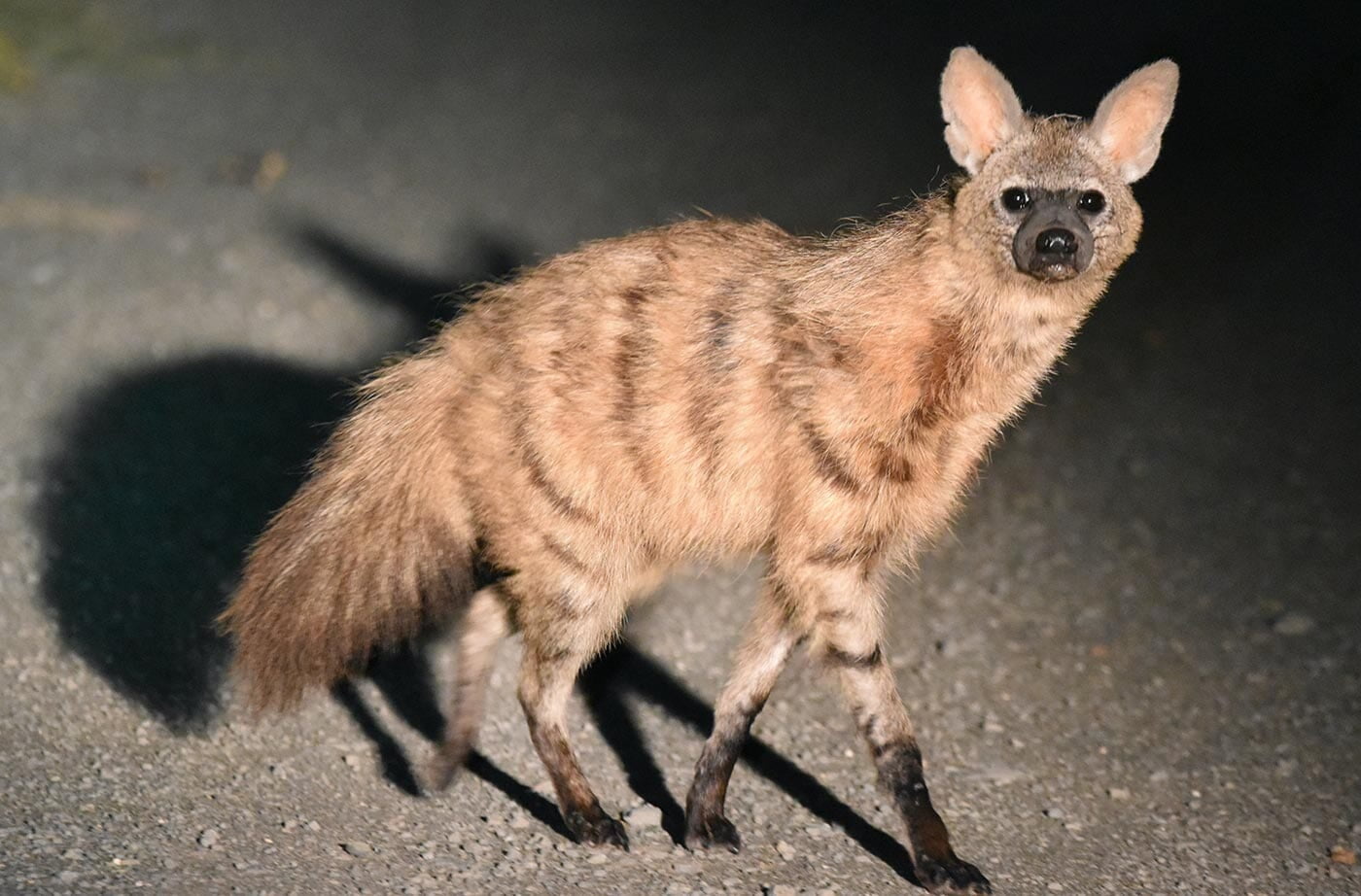 aardwolf