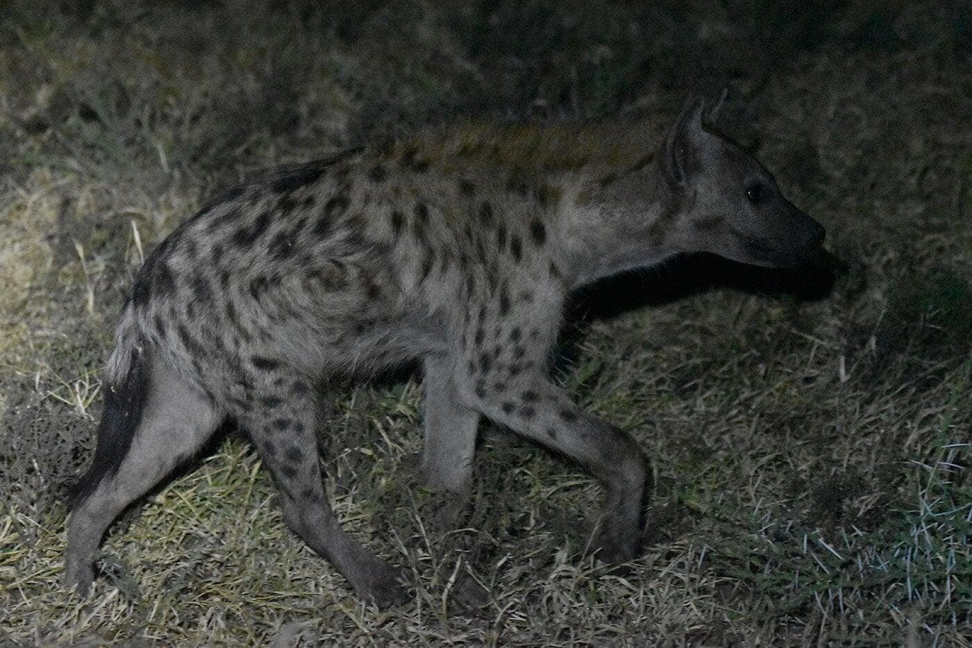 spotted hyena