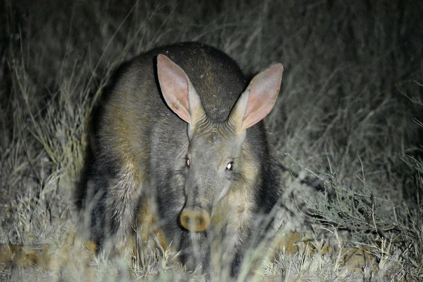 aardvark