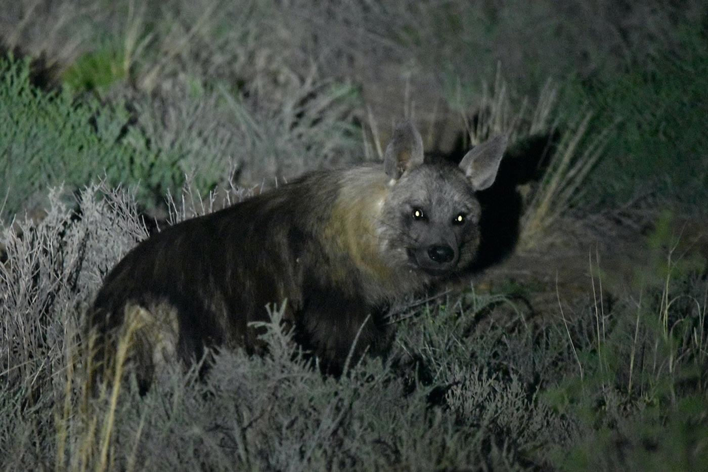 brown hyena