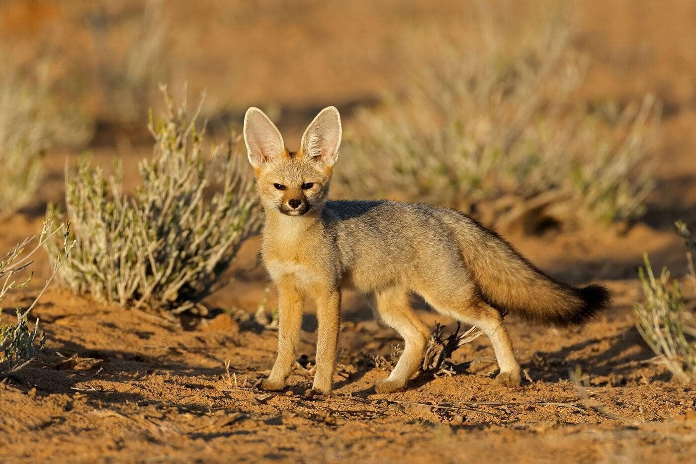 Cape fox