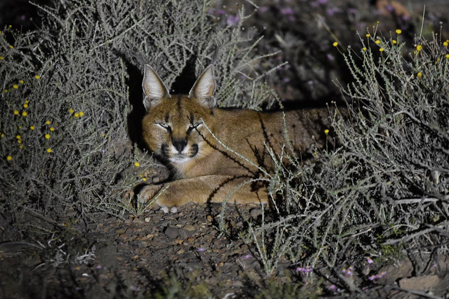 caracal