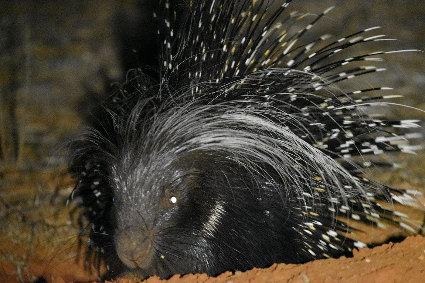 porcupine