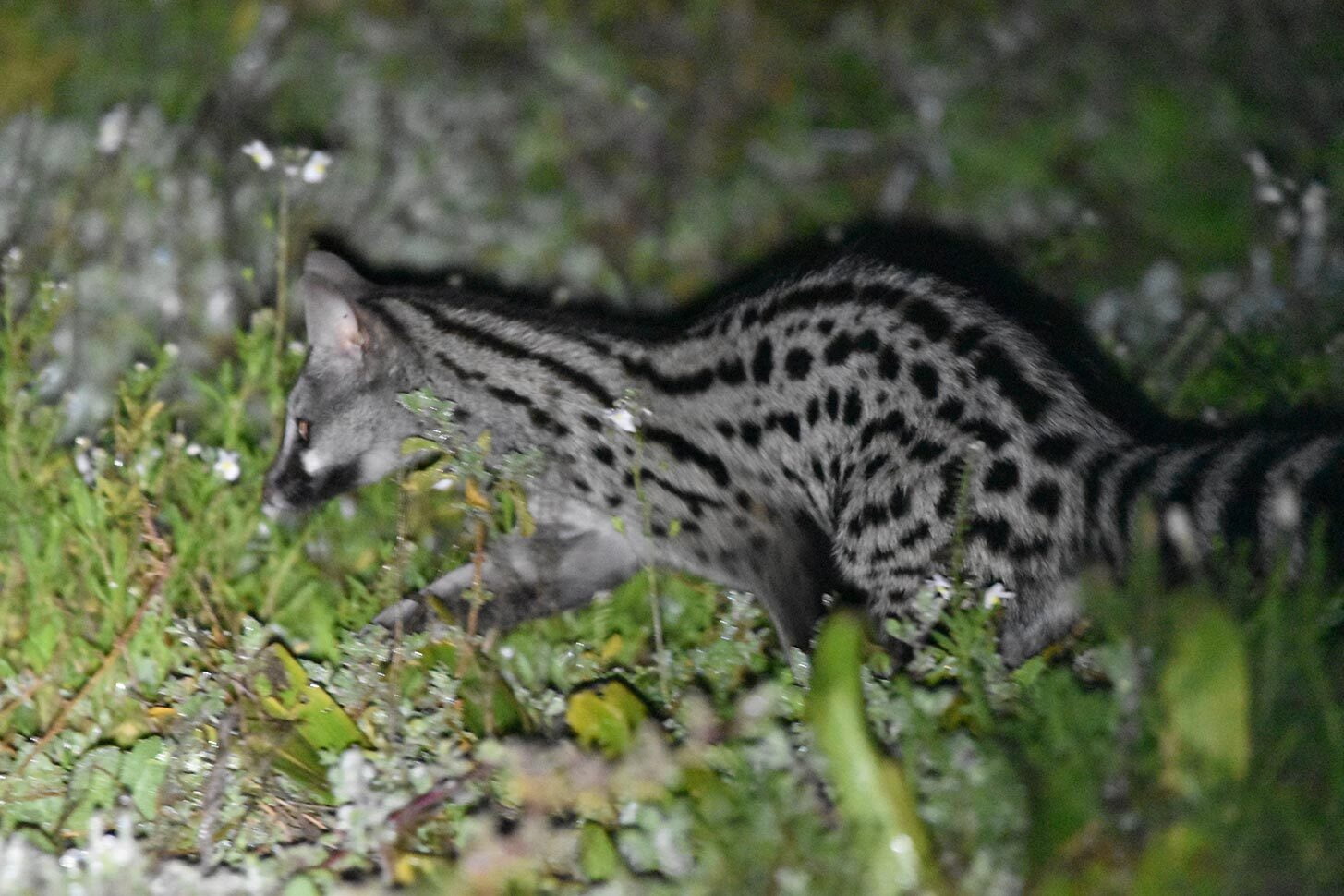 small &amp; large spotted genet