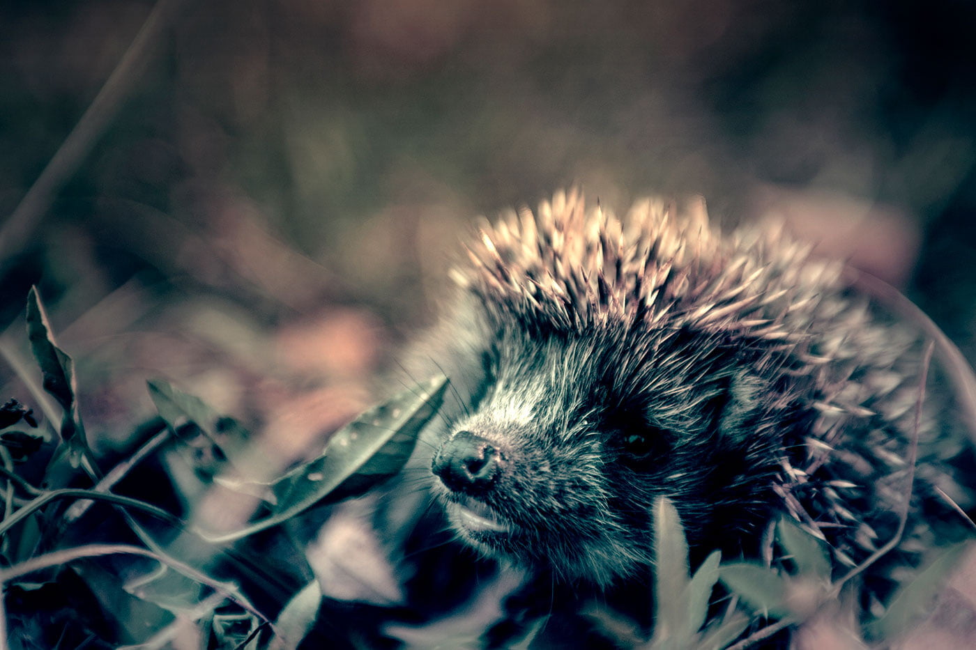 South African hedgehog